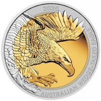 2020. AUSTRALIAN WEDGE-TAILED EAGLE. P JM.